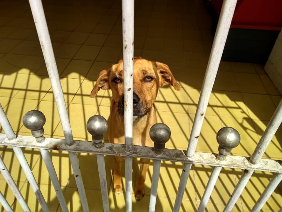 Mel, um doce de cachorrinha pra adoção.