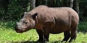 Morre último rinoceronte-de-sumatra