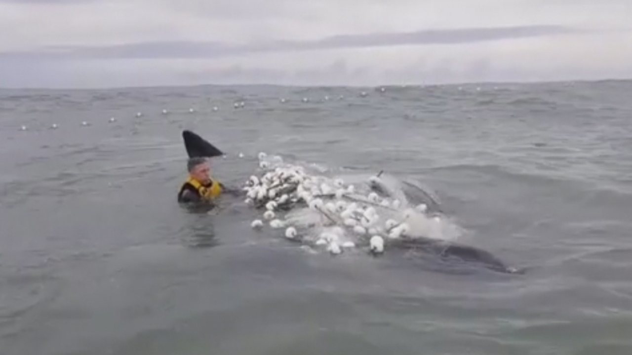 ​Surfista salva filhote de baleia em Laguna