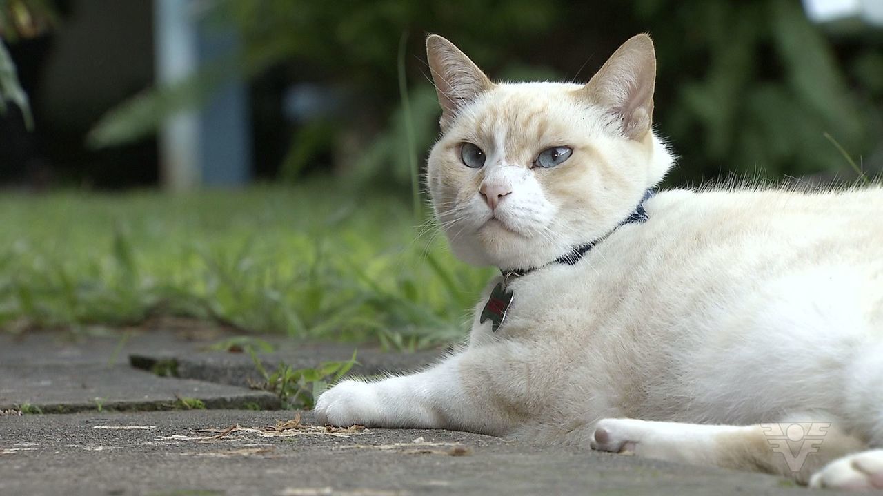 Gato frequenta faculdade  e ganha até prêmios de melhor aluno