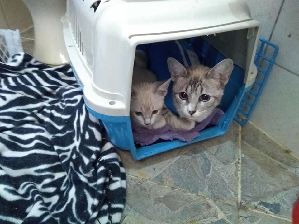 Lei permite animais andar em transportes públicos em SP