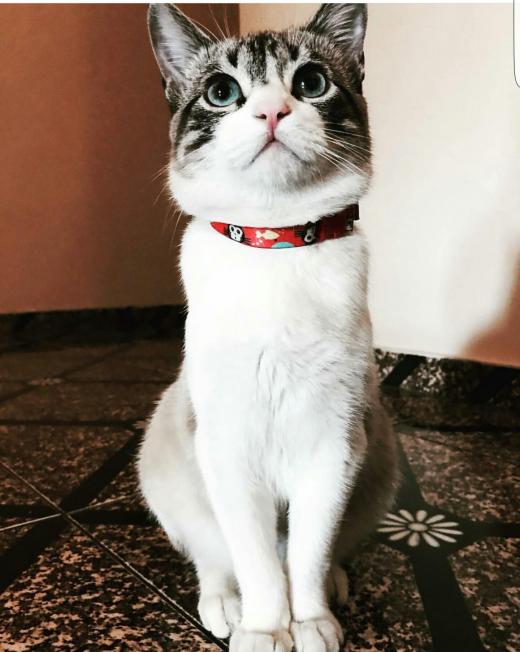 Humanos são os culpados pelo coronavírus, não os animais