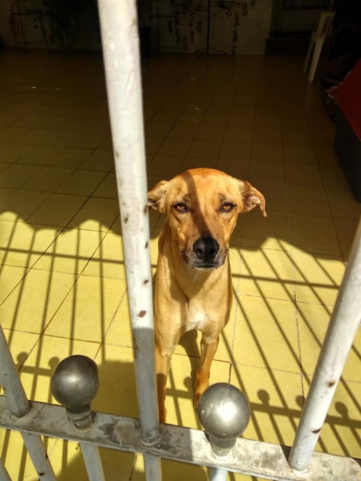 Cachorrinha dócil precisa de um lar