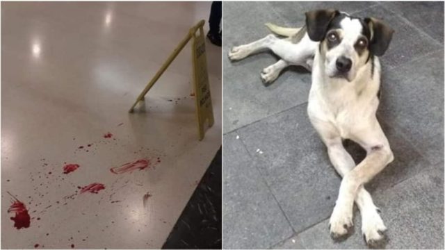Imagens comprovam agressão a cachorra no Carrefour Osasco