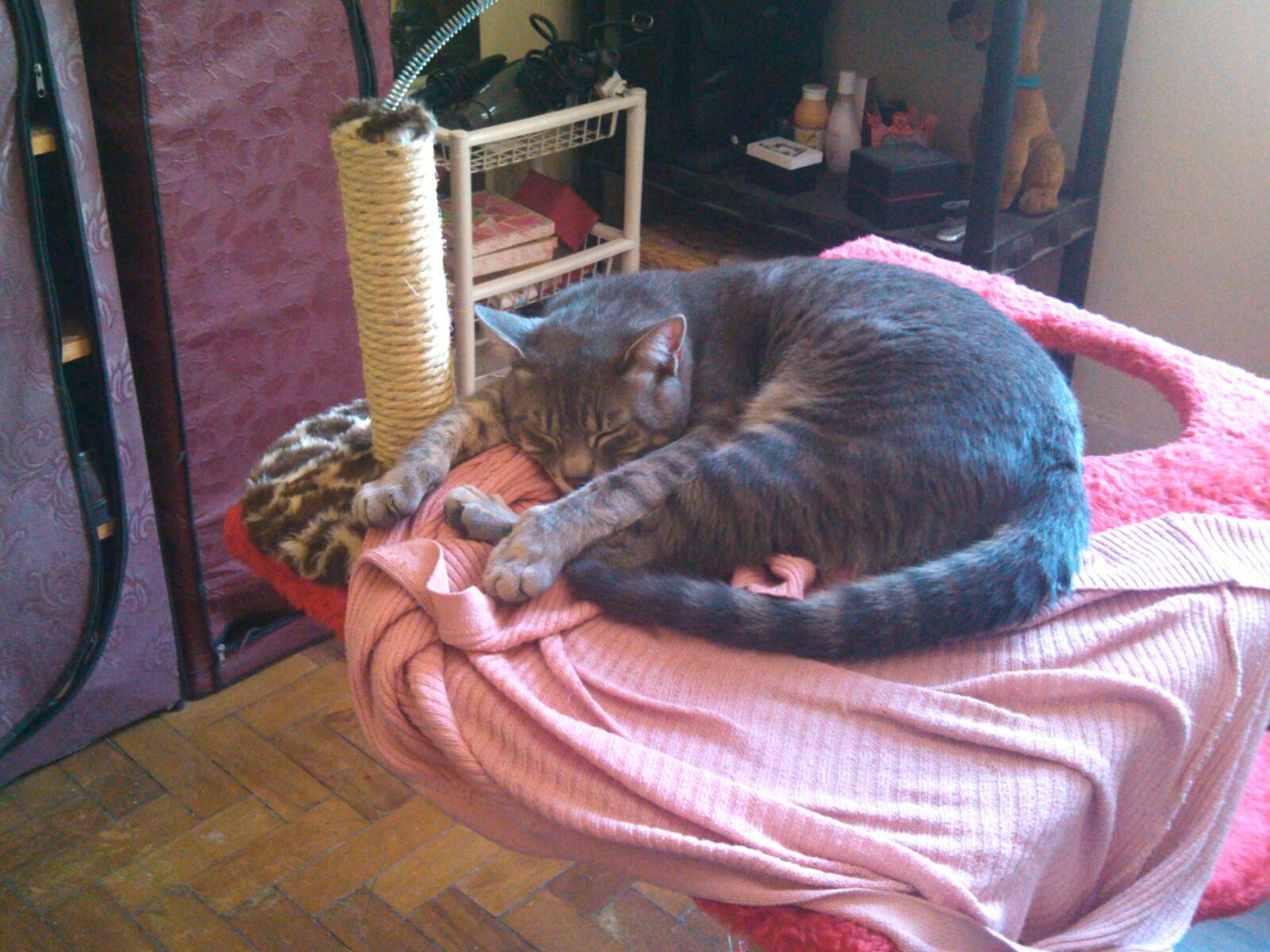 Benefício da homeopatia para os animais