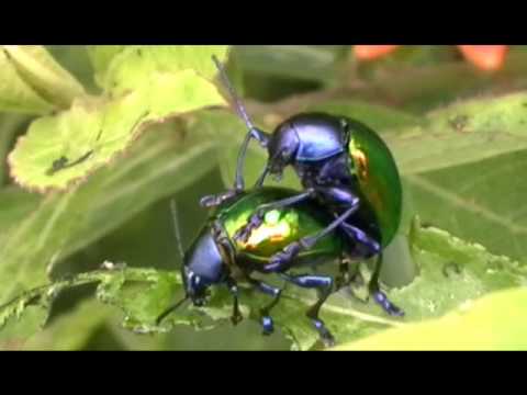 Besouros têm relações homossexuais, prova estudo