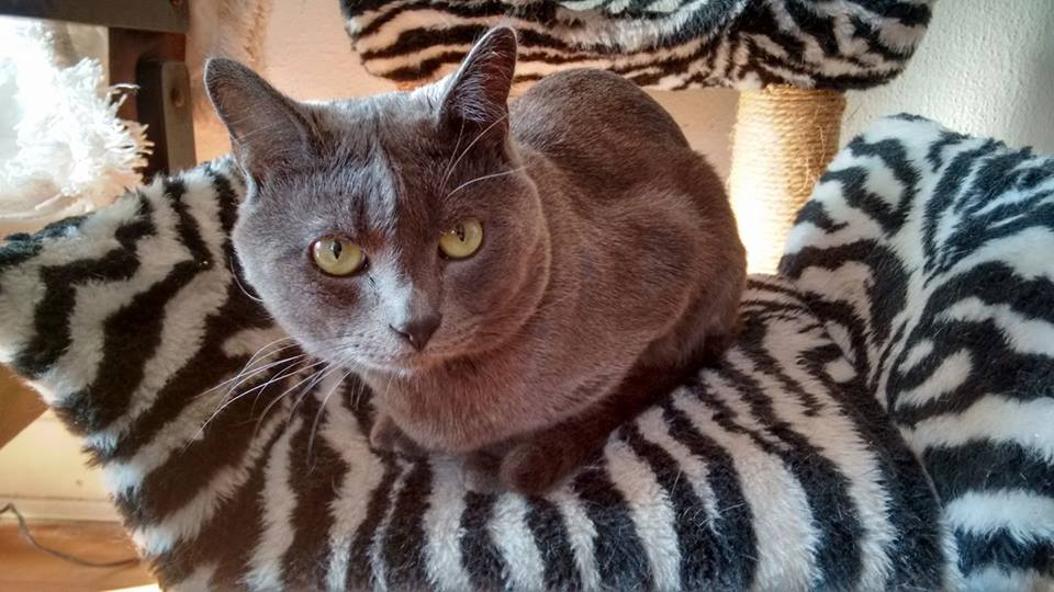 Dicas de comida caseira para gatos