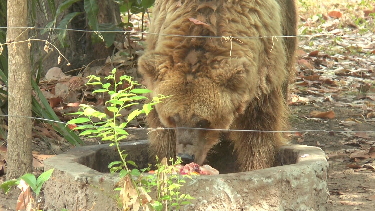 A ursa Rowena renasce para uma nova vida