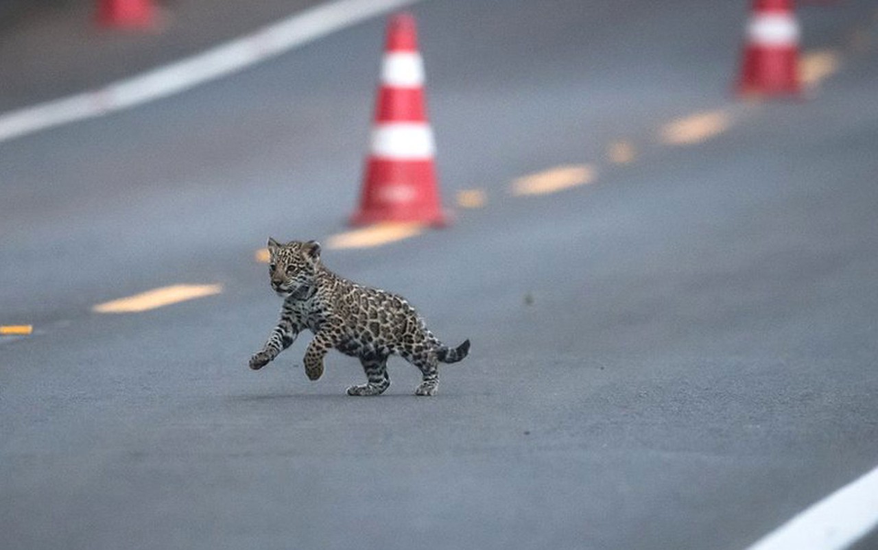 A esperança vinda dos filhotes de onça-pintada