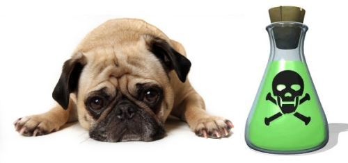 Crueldade com animais tem pena de reclusão