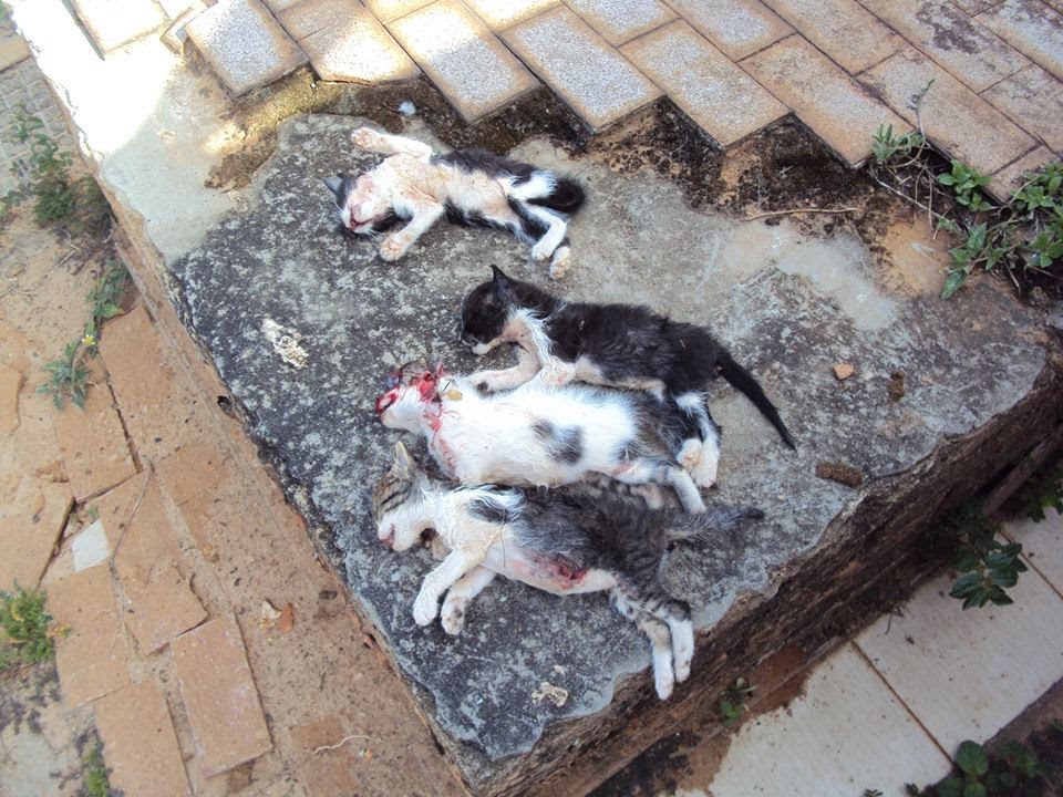 Aumenta abandono de animais no Cemitério SP