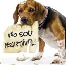 Como ajudar animais abandonados na rua