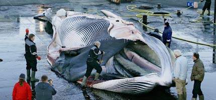 Comissão internacional rejeita liberação da caça às baleias