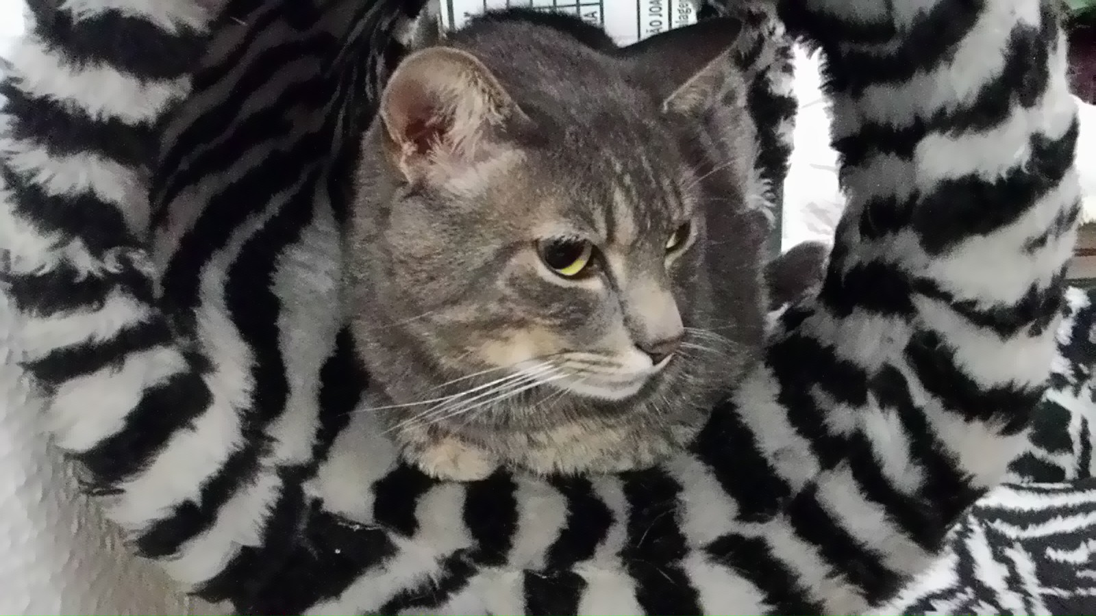 Derrubando mitos- Toxoplasmose, doença não é transmitida por gatos