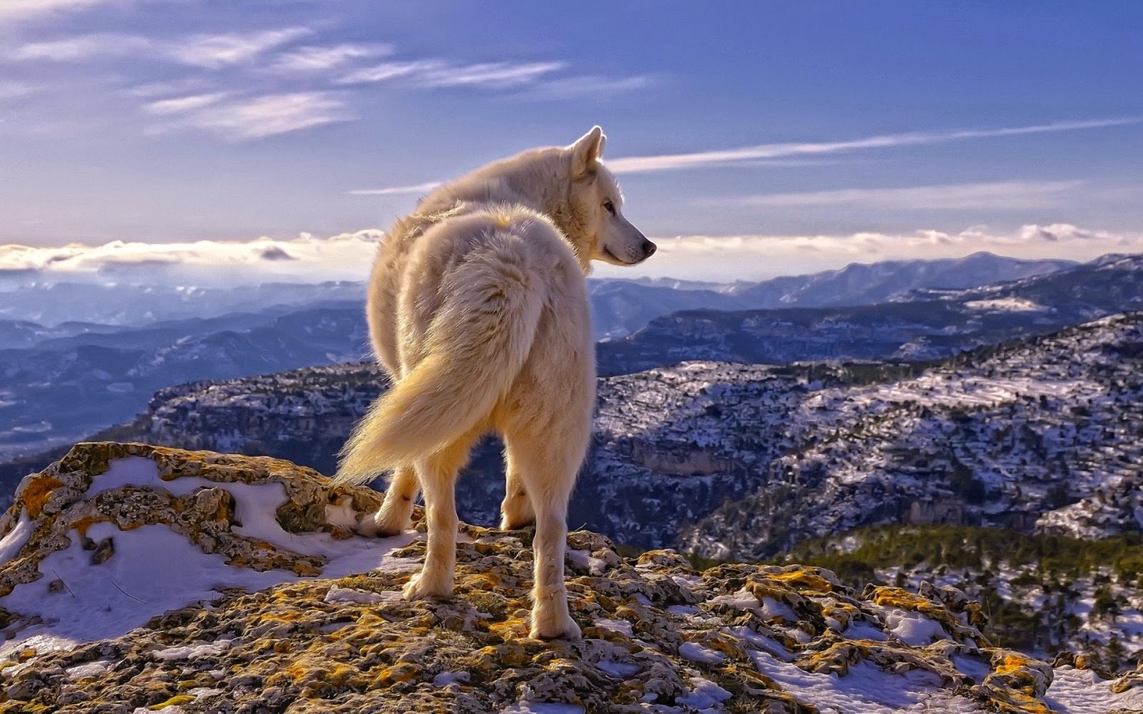 Ame-os e nunca os deixe-os!!!! Ode aos animais