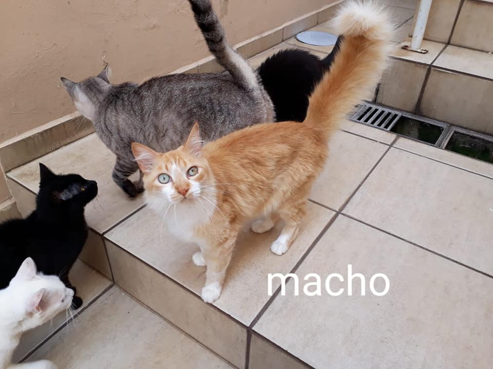 Gatos podem usar privadas que nós usamos