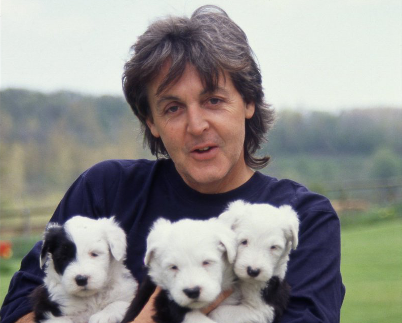 Beatle preferido dos bichos, Sir Paul McCartney