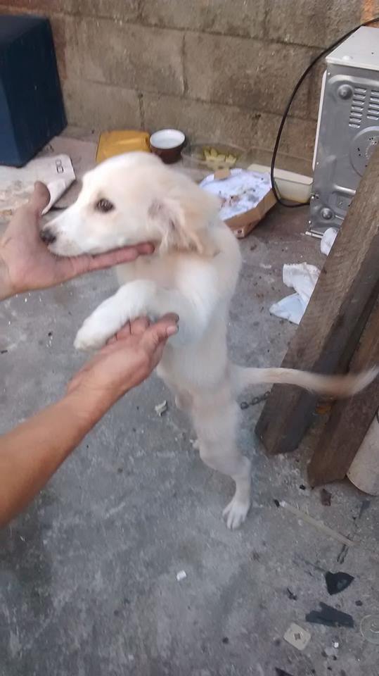 200 milhões de cães abandonados no mundo