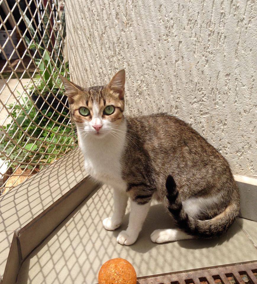 ​STF decide: condomínio não pode mais proibir  animais de estimação