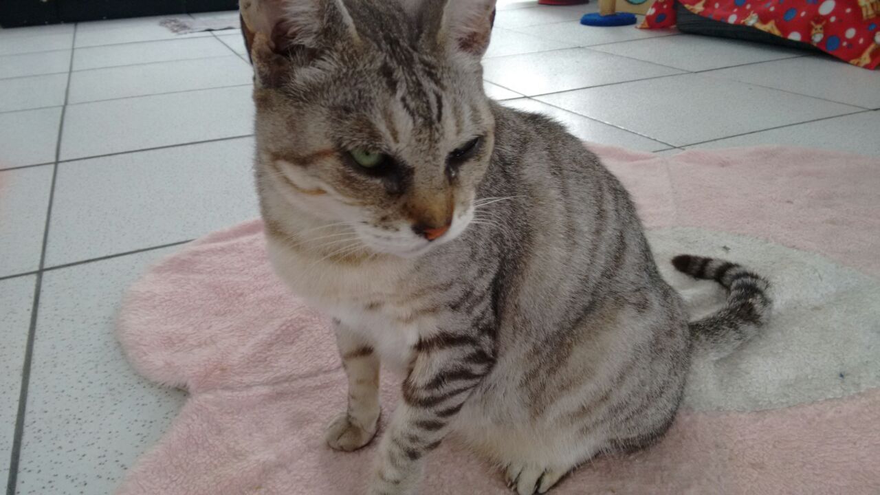 Pode-se proibir animais em apartamento?