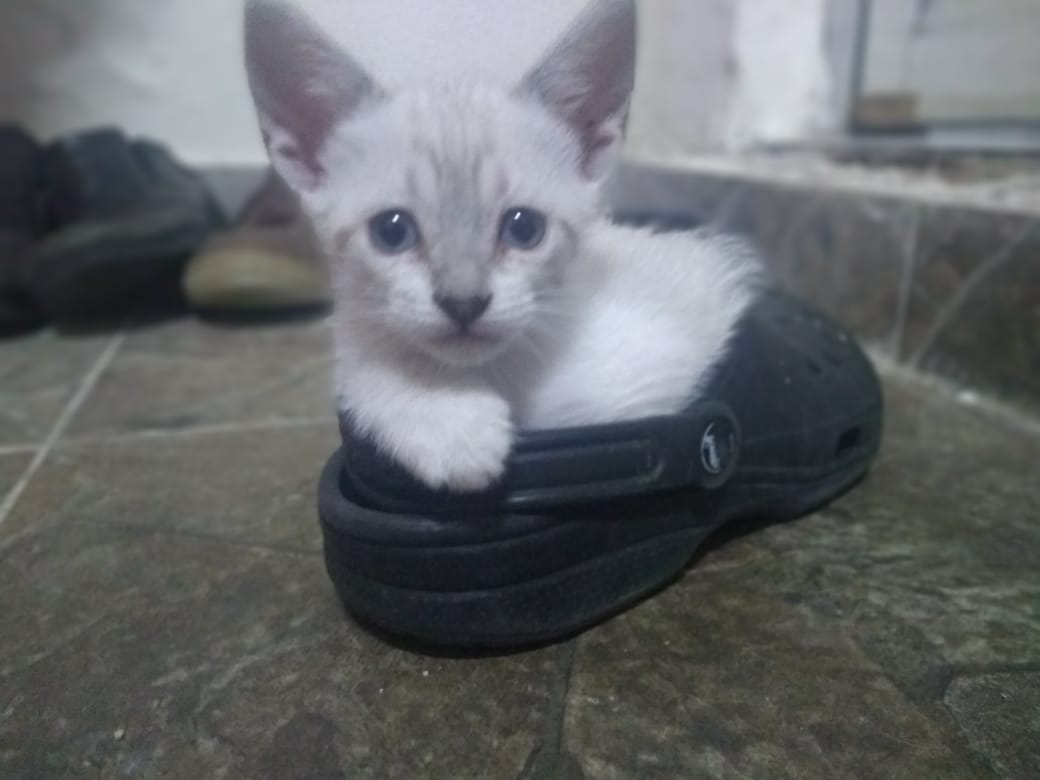 BRASIL TEM 17 LEIS AMBIENTAIS