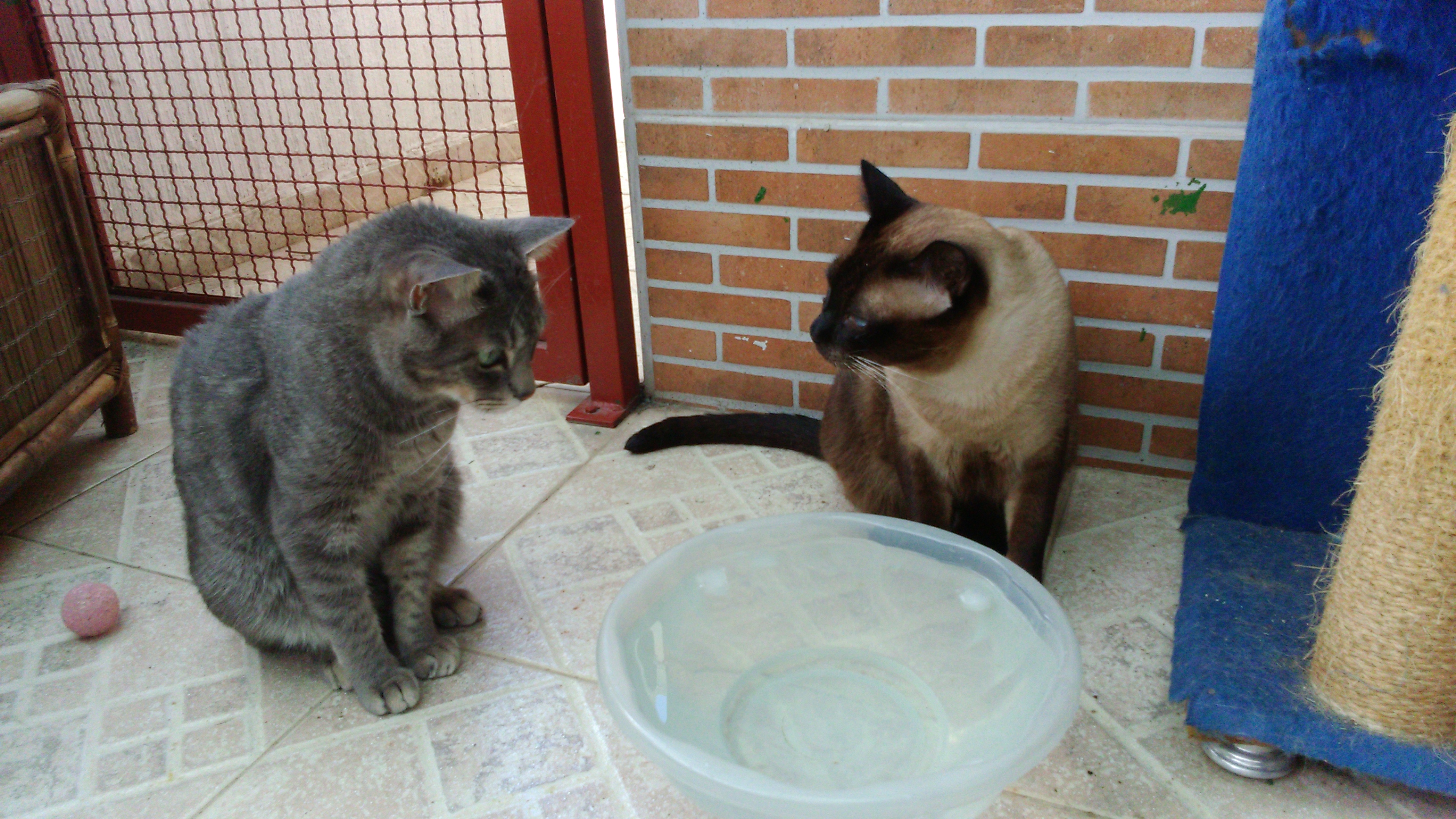 Cães e gatos não pegam Covid19
