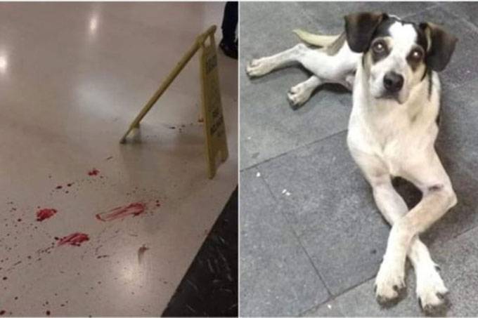 Queremos justiça no caso de cão assassinado no Carrefour Osasco