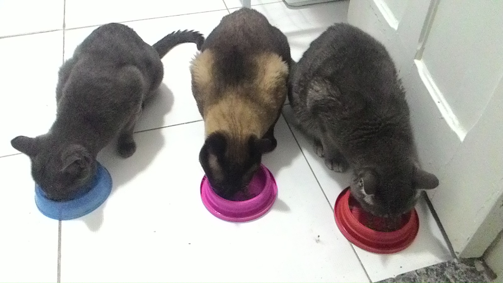 Gatos regulam os níveis da pressão arterial