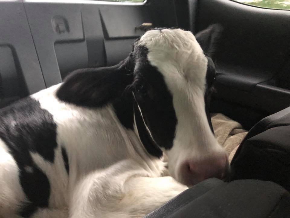 Vaca grávida salta de caminhão em movimento para salvar seu filhote