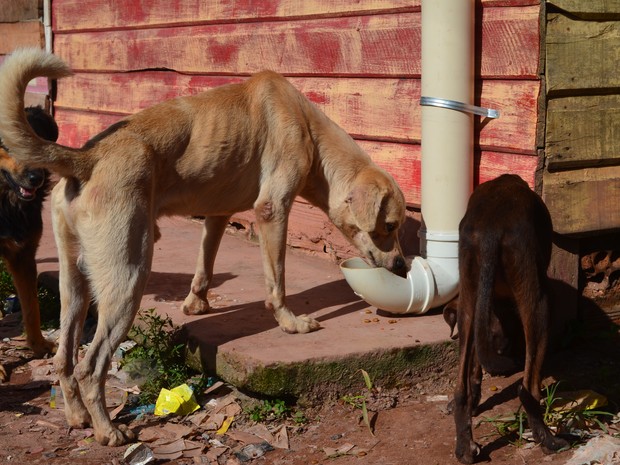 Tratadores de animais abandonados merecem respeito em São Paulo