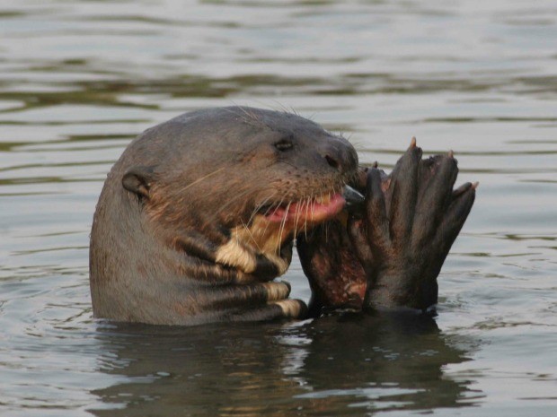 MT tem projeto para preservar fauna do Pantanal
