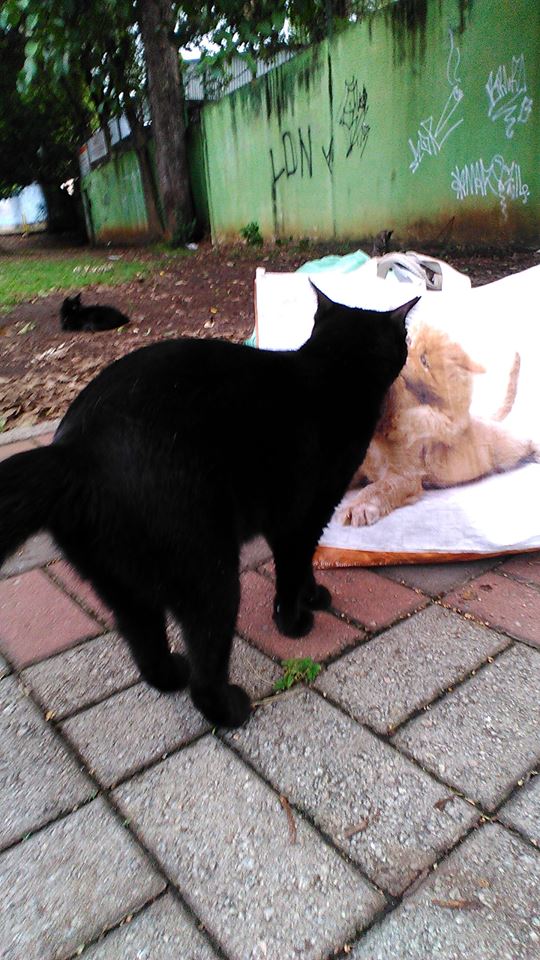 30 milhões de animais abandonados no Brasil