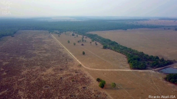 ​Devastação na Bacia do Xingu equivale a 13 milhões de árvores