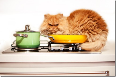 Panelaço já contra maus tratos a animais abandonados