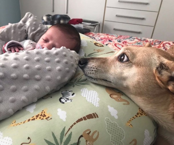 Os bichos e o desenvolvimento infantil