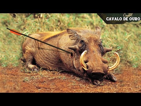 Caça esportiva, crime lesa-Natureza