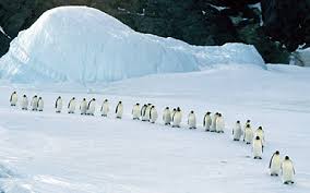 ​Salve a vida selvagem na Antártica