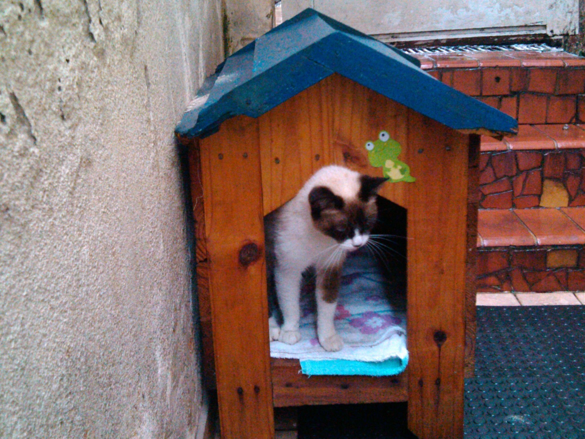 Ajude seu cão a escapar do tédio durante o isolamento