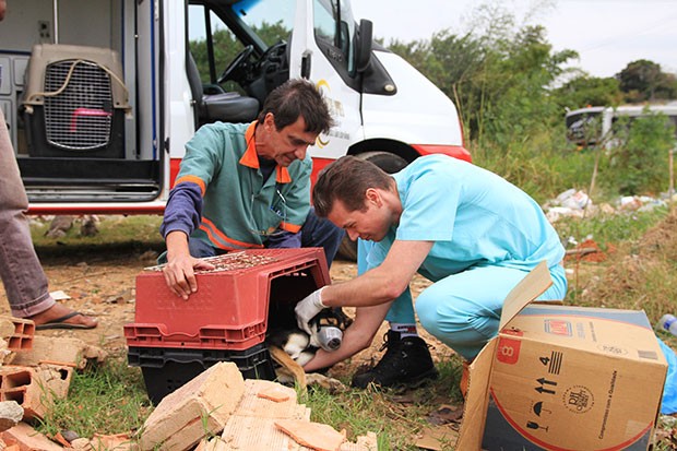 Campinas tem SAMU animal
