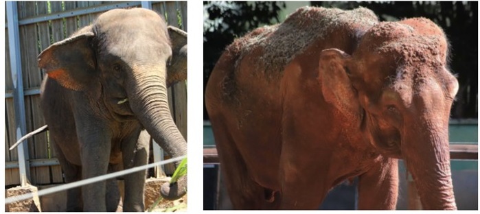 Santuário de MT luta para resgatar elefantes de zoo de Ribeirão Preto