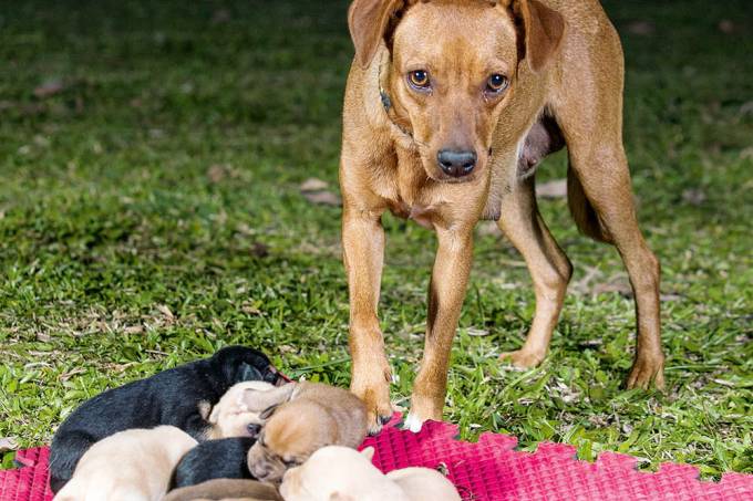 Abandono de animais de rua em SP