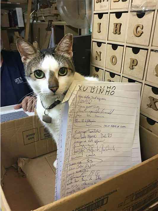 Gato 'ganha na Justiça' o direito de circular por galeria