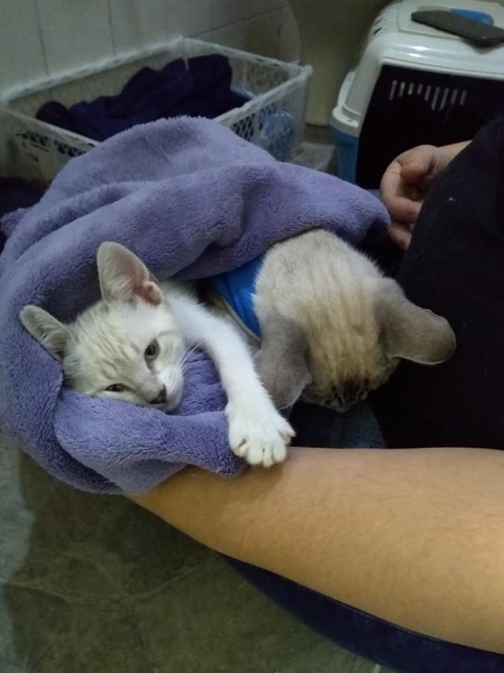 Soro caseiro contra desidratação  de seu pet