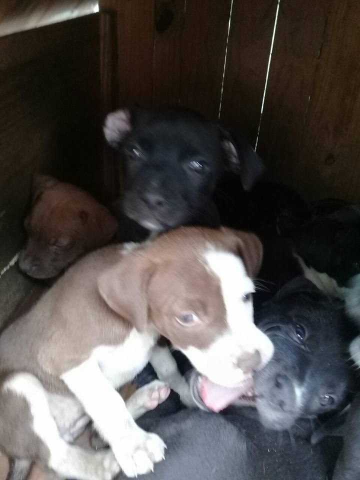 Holanda é um país sem cães abandonados