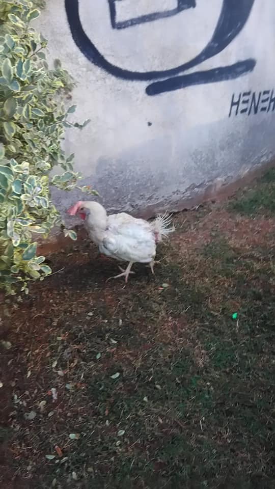 Abandono de galos e galinhas em praça de SP