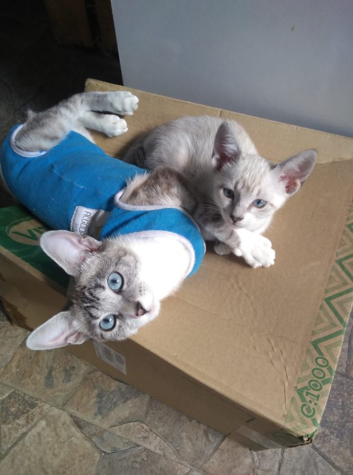 Mais de 30 milhões de animais abandonados no Brasil