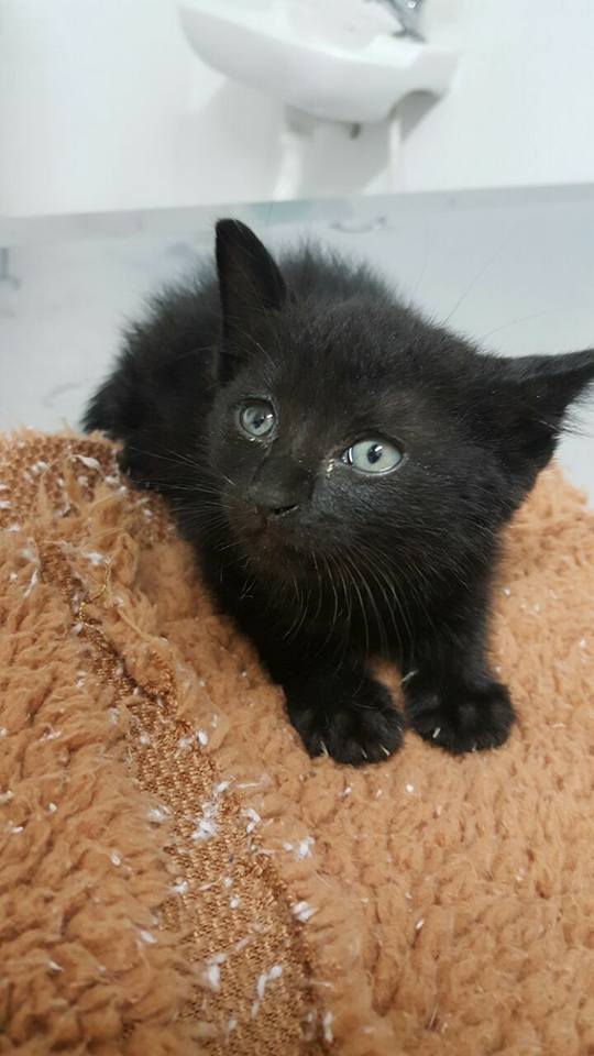 Disque-denúncia para combater maus-tratos