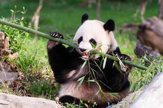 Projetos de preservação salvam pandas gigantes