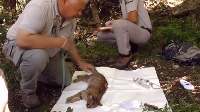 Gato Raposa é descoberto na Córsega