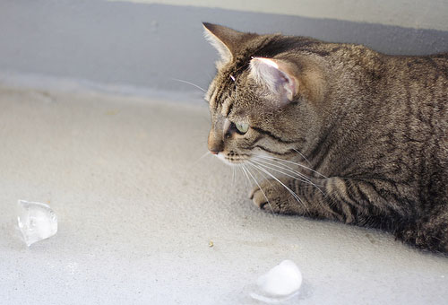 ​Os gatos têm mais de sete vidas, na verdade são nove!!!